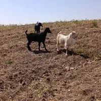 بزغاله بز گوسفند