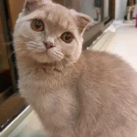 واگذاری گربه چهارماهه