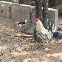 خروس گلین فول فول