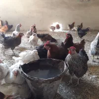 مرغ تخم گذار