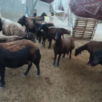 گوسفند قزل افشار و افشاری داشتی