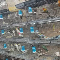 فروش انواع لوازم پرندگان و پت