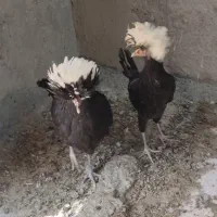 نیمچه لهستانی دوعدد