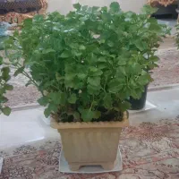 گل قاشقی