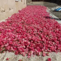 گل محمدی