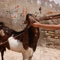 سوسنگرد ابو جلال جنوبی