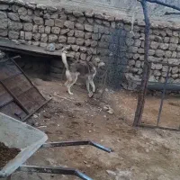 سگ پژدر|سگ|کارزان, |دیوار