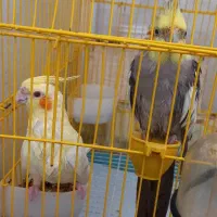 پرنده|پرنده|پارس‌آباد, |دیوار