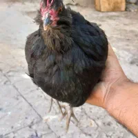 گلین مرغ