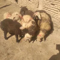 بره ترکی فارس