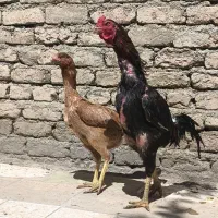 خروس لاری