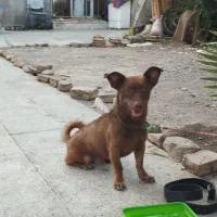 سگ پاکوتاه
