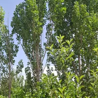 باغ1500متری با سند تک برگ و سهم داعمی اب از چاه|فروش زمین و ملک کلنگی|تهران, فلاح|دیوار