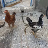 دو عدد مرغ
