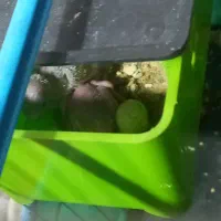 پرنده