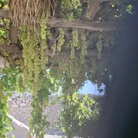 انگور بی دانه شیرین وعسلی