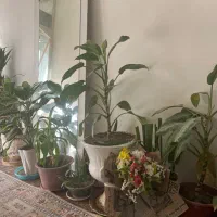 گل زیبا