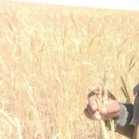 گندم آذر۲ تمیز معاوضه با گوسفند داشتی