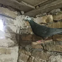 کبوتر
