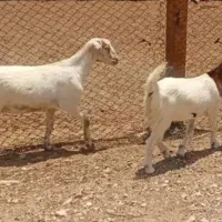 فروش بز گیسه چاق هم برا قصابی خوبه هم داشت