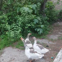 غازتخم گزار