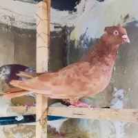 کفتر کبوتر طوقی زردی چادری کاکلی بی نظیر گرفتنی