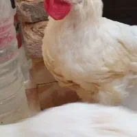 خروس