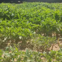 نشا گوجه|خدمات باغبانی و درختکاری|قره چای, |دیوار