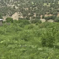 باغ تجاری