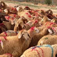 گوسفند سنگسر مغان کردستان زنده قربانی ۲۴ساعته