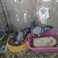 نر وماده پلاکی مولد