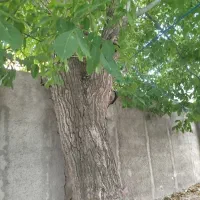 درخت گردو