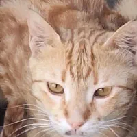 گربه|گربه|خرمآباد, |دیوار