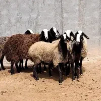 ۸ تا شیشک میش آبستن اصیل شال مخصوص داشت