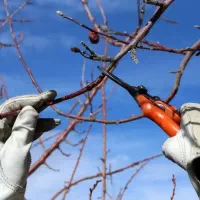 هرس و کاشت حرفه ای درخت