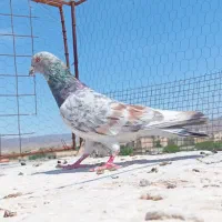 کفتر بوم پرشی
