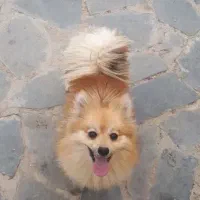 پامر ماده
