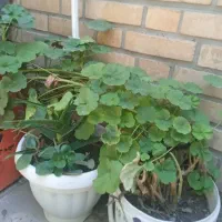 گل های زیبا