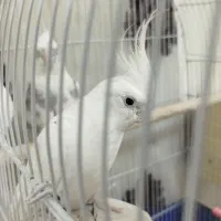 عروس هلندی