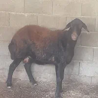 گوسفند جوان دو شکم افشاری