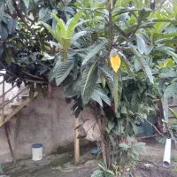 خانه ویلایی حیاط دار