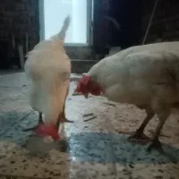 دوعدد مرغ جوان تخم گذار