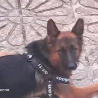 سگ نگهبان ژرمن