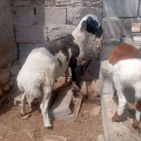 قوچ