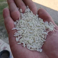 برنج هاشمی درجه۱