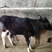 گوساله