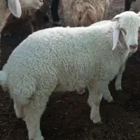 جاده اهواز اندیمشک