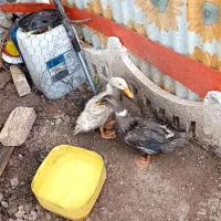 اردک