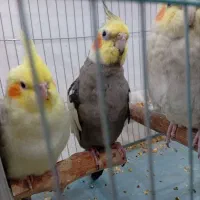 فروش عروس هلندی یک جفت نر و ماده مولد با ۵ تا جوجه