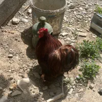 خروس